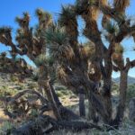 2-days Private Tour to Joshua Tree National Park from Los Angeles - FAQs