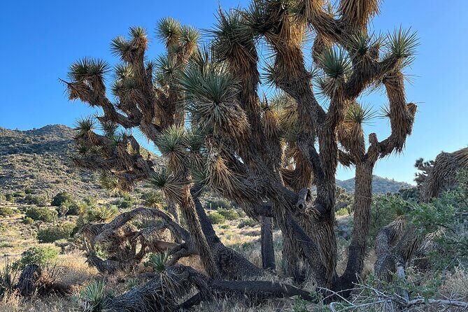 2-days Private Tour to Joshua Tree National Park from Los Angeles - FAQs