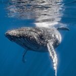 2Hour Whale Watching and Boat Cruise in Haleiwa Oahu Hawaii - Duration and Group Size