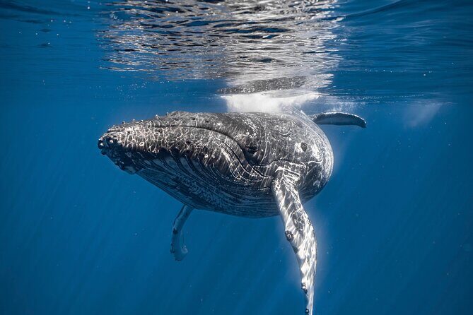 2Hour Whale Watching and Boat Cruise in Haleiwa Oahu Hawaii - Duration and Group Size