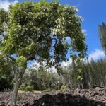 3 Hours Private Hiking and Bushwalking in the Aiea Loop Trail - Is This Tour Worth It?