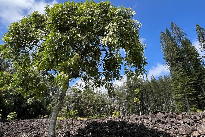 3 Hours Private Hiking and Bushwalking in the Aiea Loop Trail - Is This Tour Worth It?