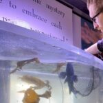 Aquarium Behind the Scenes at Sitka - What to Expect at the Sitka Sound Science Center