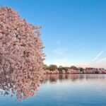 D.C. Cherry Blossom and Old Town Alexandria 2-Day Tour from NY - Final Thoughts