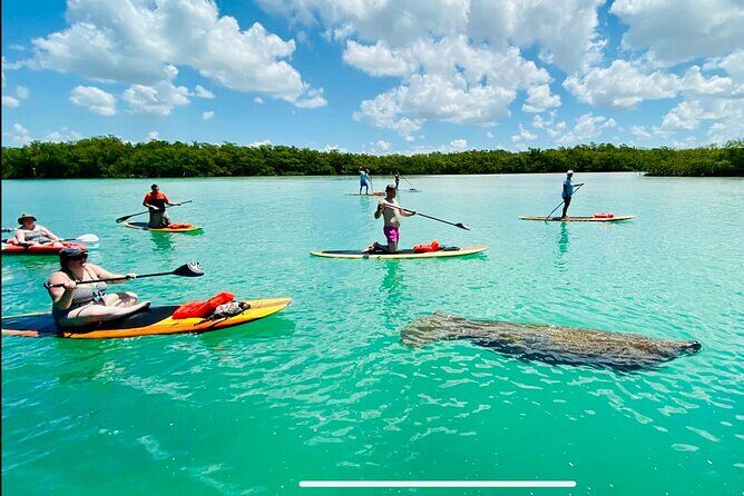 Dolphin, Manatee and Sea Turtle Adventure Tour of Bonita Springs - The Sum Up