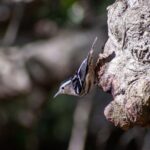 Downtown Charleston Birding Tour - The Value of the Tour