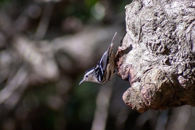 Downtown Charleston Birding Tour - The Value of the Tour