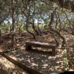 Elfin Forest Nature Tour with Local Sweet and Savory Tasting - The Practicalities: Logistics and Group Experience