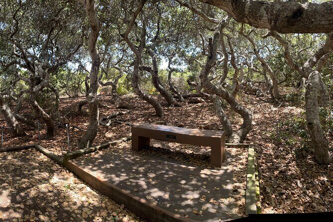 Elfin Forest Nature Tour with Local Sweet and Savory Tasting - The Practicalities: Logistics and Group Experience