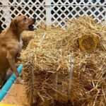 Hide & Seek Skills for Dogs at the Hay filled New York City Barn - An In-Depth Look at the Experience