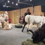 Llama Encounter at ShangriLlama Castle! - The Real Deal: Authenticity Verified by Reviews