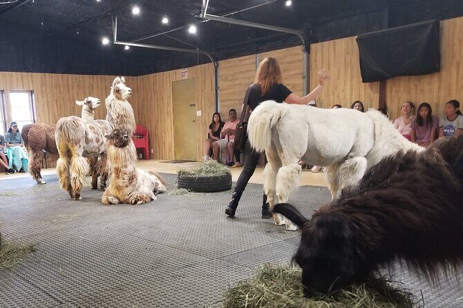 Llama Encounter at ShangriLlama Castle! - The Real Deal: Authenticity Verified by Reviews