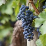 Long Island Wine Tour North Fork Sights Bites Flights Half Day AM - Who Is This Tour Best For?