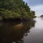 Manatees, Grasslands and Mangroves kayak Tour (Small Group Tour) - Exploring the Itinerary & Experience