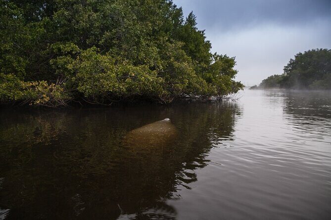 Manatees, Grasslands and Mangroves kayak Tour (Small Group Tour) - Exploring the Itinerary & Experience