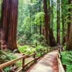 Muir Woods and Sausalito + Ferry, Alcatraz Night Tour & Aquarium Access - Muir Woods National Monument