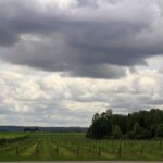 Napa & Sonoma Wine Tour Private Tours 8 to 10 Hours max 14 pax - Why Choose This Tour?