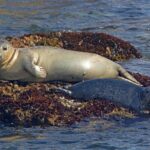 New York City Sightseeing and Seals Boat Tour - The Experience Through the Lens of Past Travelers
