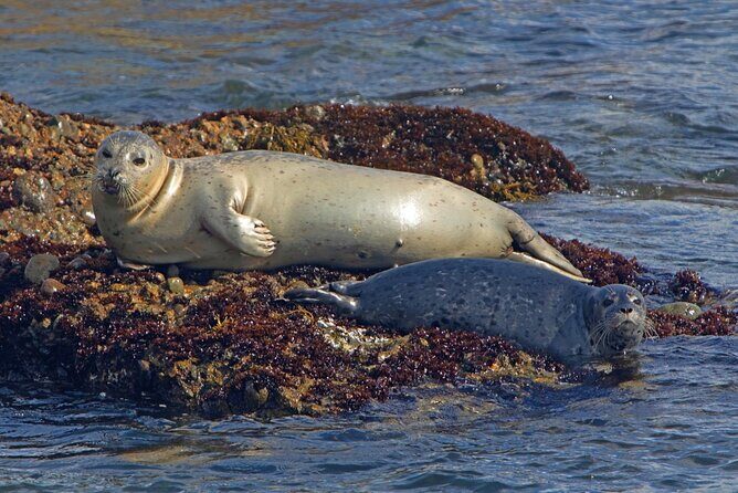 New York City Sightseeing and Seals Boat Tour - The Experience Through the Lens of Past Travelers