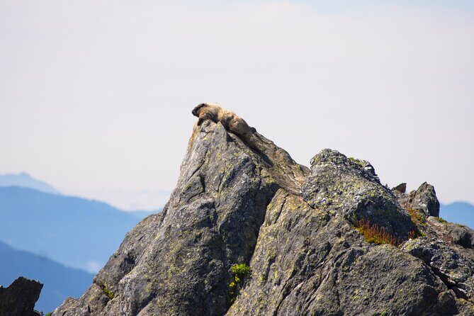 North Cascades Full Day Private Tour and Hike - An In-Depth Look at the North Cascades Full Day Tour