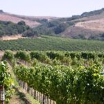 Private 5-Hour Transportation in Santa Ynez, Solvang and Buellton - The Sum Up