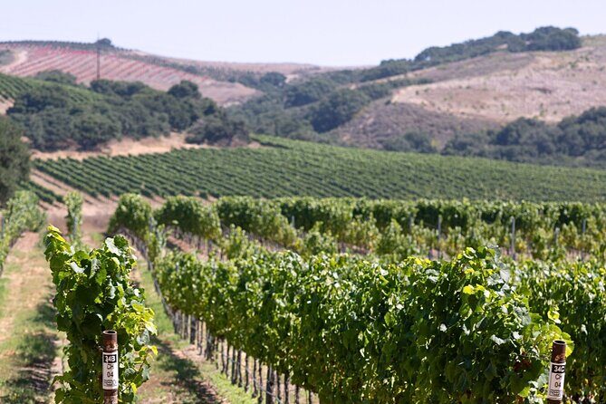 Private 5-Hour Transportation in Santa Ynez, Solvang and Buellton - The Sum Up