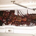San Diego Lobster Hoop Netting Charter up to 6 People - Final Thoughts