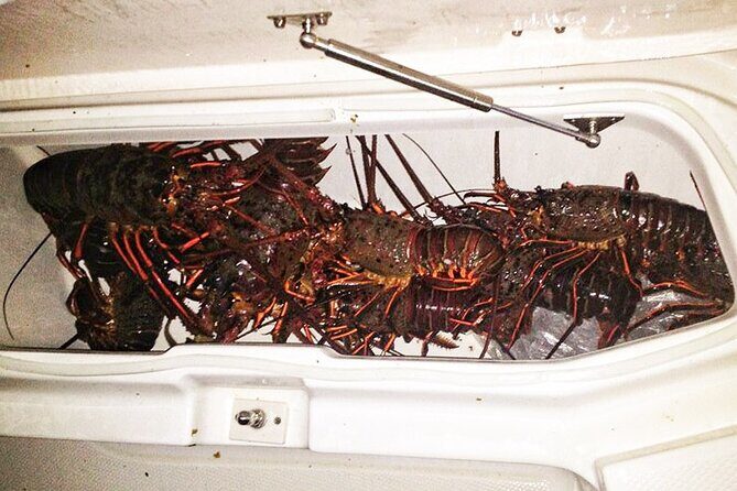 San Diego Lobster Hoop Netting Charter up to 6 People - Final Thoughts