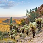 Self Guided Driving Audio Tour of Saguaro National Park - What to Expect During the Tour