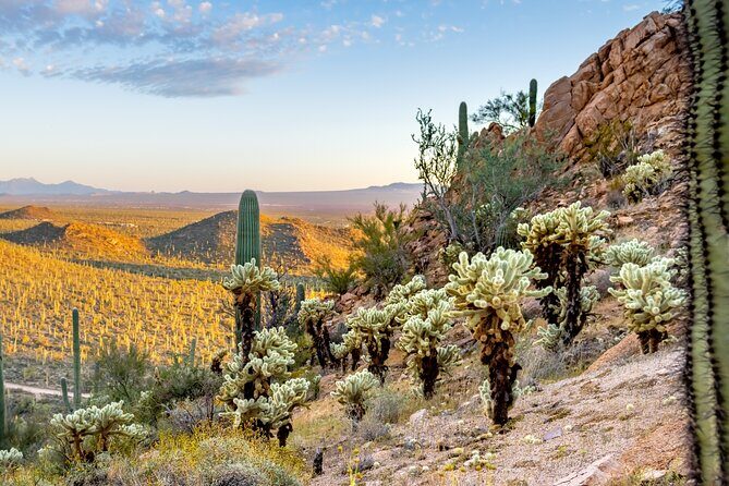 Self Guided Driving Audio Tour of Saguaro National Park - What to Expect During the Tour