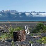 Tonsina Beach Hike with Seward Guided Hikes - Why You’ll Love the Tonsina Beach Hike