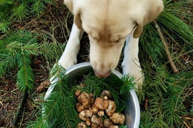 Truffle Forage and Feast - Good To Know