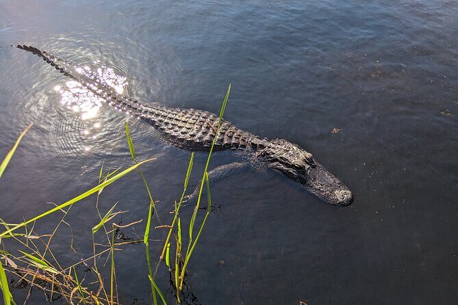 Visit the Everglades in French with Transfer and 1h30 Airboat - Final Thoughts