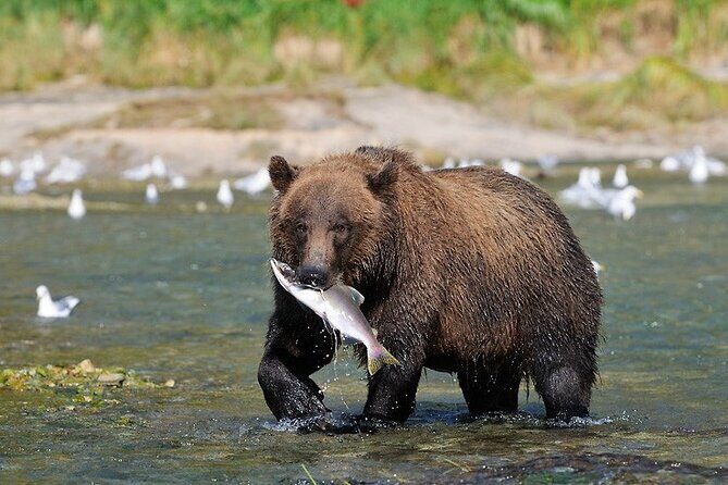 Wildlife Safari & Bear Viewing from Skagway - The Practicalities: What You Need to Know