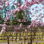 Wine Tasting Audio Tour - Lodi California - The Itinerary – What You Visit and Experience