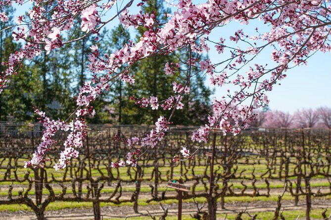 Wine Tasting Audio Tour - Lodi California - The Itinerary – What You Visit and Experience