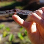 Work with Native Reforestation and Polynesian Agriculture in Maui - Insight from the Reviews