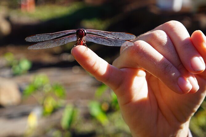 Work with Native Reforestation and Polynesian Agriculture in Maui - Insight from the Reviews