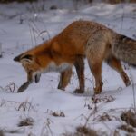 Yellowstone National Park Private Wildlife Tour - What to Expect from the Itinerary