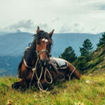 1 Day Horse Riding Adventure in Borjomi Mountains - Exploring the Borjomi-Kharagauli National Park
