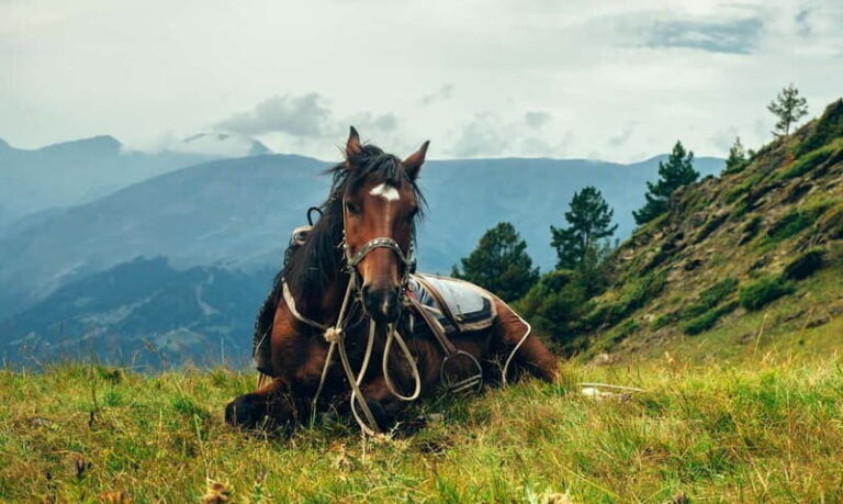 1 Day Horse Riding Adventure in Borjomi Mountains - Exploring the Borjomi-Kharagauli National Park