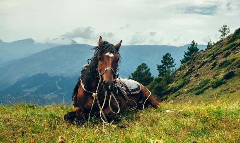 1 Day Horse Riding Adventure in Borjomi Mountains - Exploring the Borjomi-Kharagauli National Park