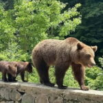 1 Day Private Tour of Famous Top Gear Road Transfagarasan - Why Choose This Tour?
