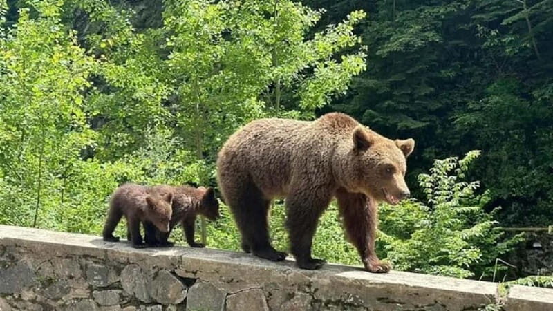 1 Day Private Tour of Famous Top Gear Road Transfagarasan - Why Choose This Tour?