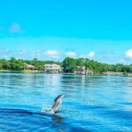 2 Hours Guided Dolphin Tour in Florida - Practical Details and Tips