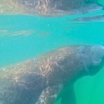 3-Hour Clear Kayak Beach Hopping Adventure in Sarasota - Why this tour is worth considering