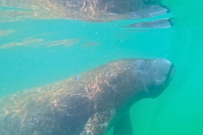 3-Hour Clear Kayak Beach Hopping Adventure in Sarasota - Why this tour is worth considering