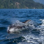 4 Hour Campbell River Whale & Wildlife Tour | Discovery West - What Sets This Tour Apart