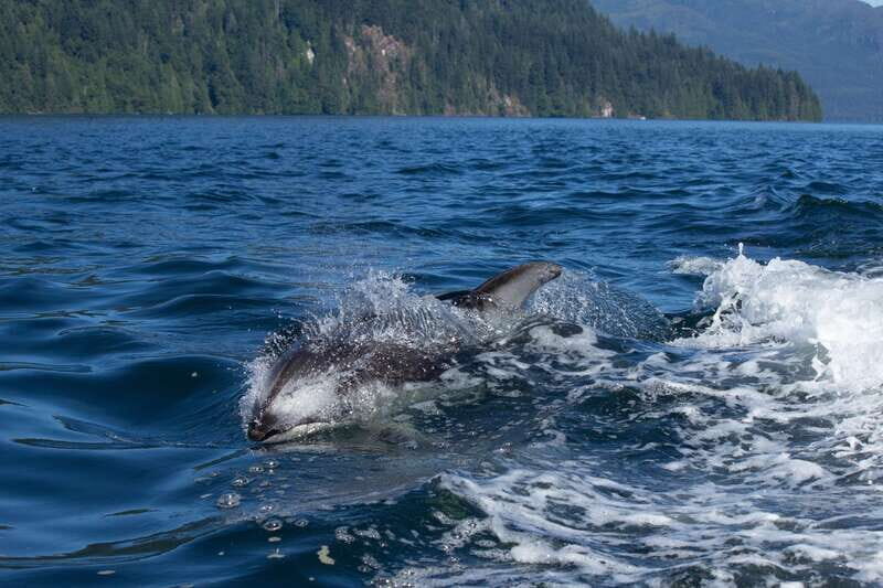4 Hour Campbell River Whale & Wildlife Tour | Discovery West - What Sets This Tour Apart