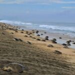 4 in 1 Tour - Mazunte, Cacao Factory, La Ventanilla National Park & Turtle Spawn - Detailed Breakdown of the Itinerary